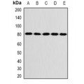 LifeSab™ KIF3A Rabbit pAb (50 µl)