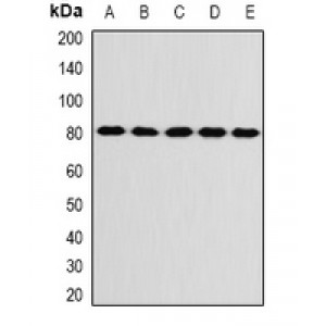 LifeSab™ KIF3A Rabbit pAb (50 µl)