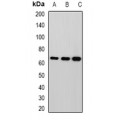 LifeSab™ MPP2 Rabbit pAb (50 µl)