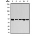 LifeSab™ FIR Rabbit pAb (50 µl)