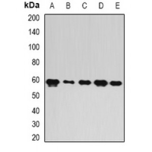 LifeSab™ FIR Rabbit pAb (50 µl)