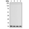 LifeSab™ RPS14 Rabbit pAb (50 µl)