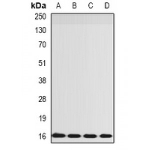 LifeSab™ RPS14 Rabbit pAb (50 µl)