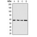 LifeSab™ SerRS Rabbit pAb (50 µl)