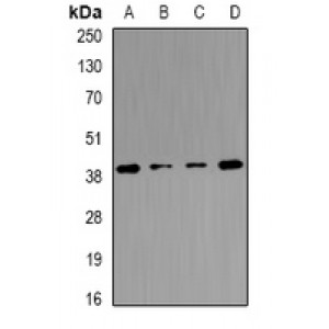 LifeSab™ Tropomodulin-4 Rabbit pAb (50 µl)