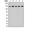 LifeSab™ Exportin 5 Rabbit pAb (50 µl)