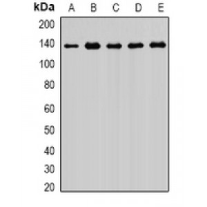 LifeSab™ Exportin 5 Rabbit pAb (50 µl)