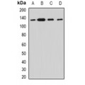 LifeSab™ Myosin Ic Rabbit pAb (50 µl)