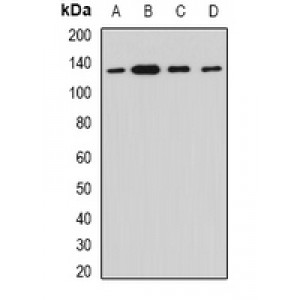 LifeSab™ Myosin Ic Rabbit pAb (50 µl)