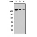 LifeSab™ Periplakin Rabbit pAb (50 µl)