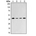 LifeSab™ PSMD8 Rabbit pAb (50 µl)