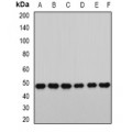LifeSab™ RbAp46 Rabbit pAb (50 µl)