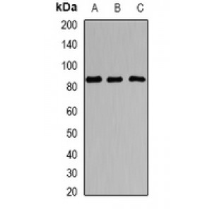 LifeSab™ Sox-5 Rabbit pAb (50 µl)