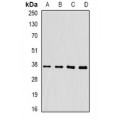 LifeSab™ FKBP6 Rabbit pAb (50 µl)