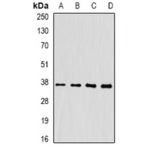 LifeSab™ FKBP6 Rabbit pAb (50 µl)