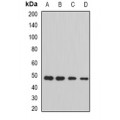 LifeSab™ STAMBP Rabbit pAb (50 µl)
