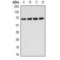 LifeSab™ FIP1L1 Rabbit pAb (50 µl)