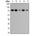 LifeSab™ PRDM5 Rabbit pAb (50 µl)