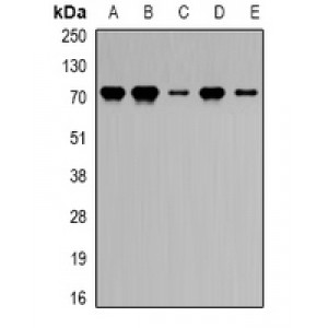 LifeSab™ PRDM5 Rabbit pAb (50 µl)
