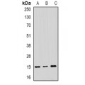 LifeSab™ NAT13 Rabbit pAb (50 µl)