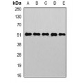 LifeSab™ PIST Rabbit pAb (50 µl)