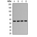 LifeSab™ AGFG1 Rabbit pAb (50 µl)