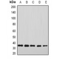LifeSab™ Annexin A4 Rabbit pAb (50 µl)
