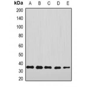 LifeSab™ Annexin A4 Rabbit pAb (50 µl)