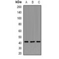 LifeSab™ APTX Rabbit pAb (50 µl)