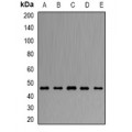 LifeSab™ ARFGAP1 Rabbit pAb (50 µl)