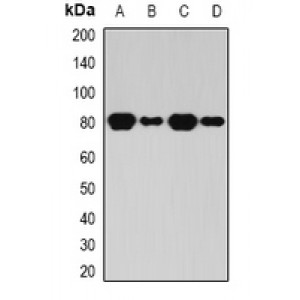 LifeSab™ BAP1 Rabbit pAb (50 µl)
