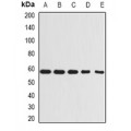 LifeSab™ Beclin-1 Rabbit pAb (50 µl)