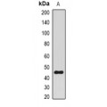 LifeSab™ BMI1 Rabbit pAb (50 µl)