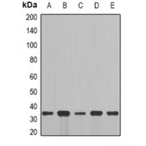 LifeSab™ Cyclin C Rabbit pAb (50 µl)