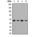 LifeSab™ CCT2 Rabbit pAb (50 µl)