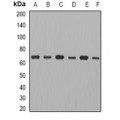 LifeSab™ CCT3 Rabbit pAb (50 µl)