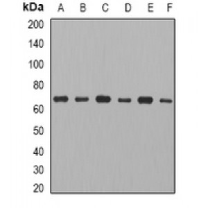 LifeSab™ CCT3 Rabbit pAb (50 µl)