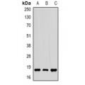 LifeSab™ CIRBP Rabbit pAb (50 µl)