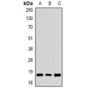 LifeSab™ CIRBP Rabbit pAb (50 µl)