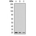 LifeSab™ Alpha-crystallin A Rabbit pAb (50 µl)