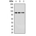LifeSab™ Cullin 4A Rabbit pAb (50 µl)
