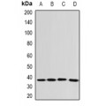 LifeSab™ EEF1D Rabbit pAb (50 µl)