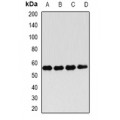 LifeSab™ FKBP4 Rabbit pAb (50 µl)