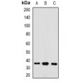 LifeSab™ GAS2 Rabbit pAb (50 µl)