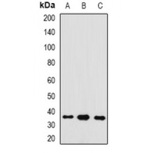 LifeSab™ GAS2 Rabbit pAb (50 µl)