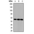 LifeSab™ CSN1 Rabbit pAb (50 µl)
