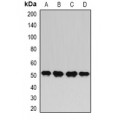 LifeSab™ HAPLN1 Rabbit pAb (50 µl)