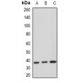 LifeSab™ HDGF Rabbit pAb (50 µl)