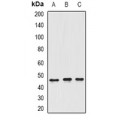 LifeSab™ ING3 Rabbit pAb (50 µl)
