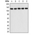 LifeSab™ RANBP5 Rabbit pAb (50 µl)